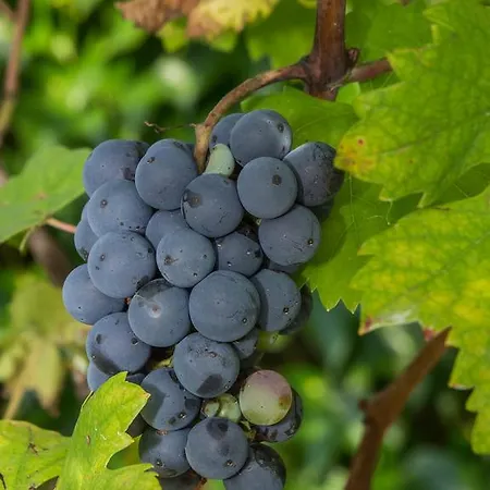 Vila Sejalec Lesce (Upper Carniola)