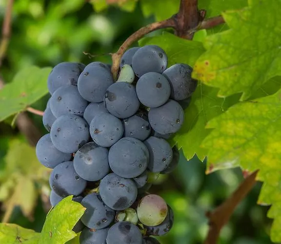 Vila Sejalec Lesce (Upper Carniola)